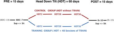 High-Intensity Exercise Mitigates Cardiovascular Deconditioning During Long-Duration Bed Rest